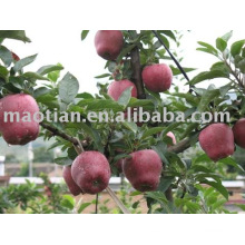 Manzanas de Huaniu